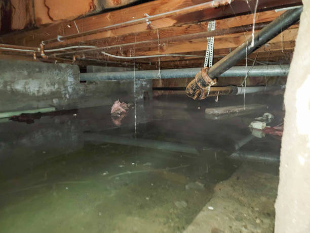  Wyanet, IL Water damage restoration Pros